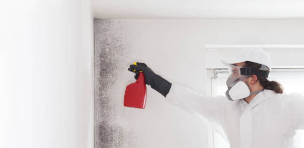 Best Toxic Mold Removal  in Islip Terrace, NY