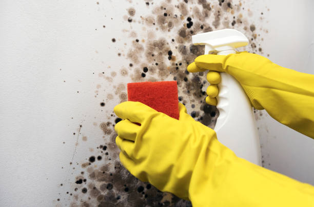 Best Crawl Space Mold Removal  in Islip Terrace, NY