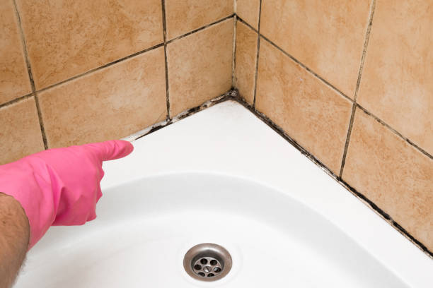 Best Best Mold Removal Companies  in Islip Terrace, NY